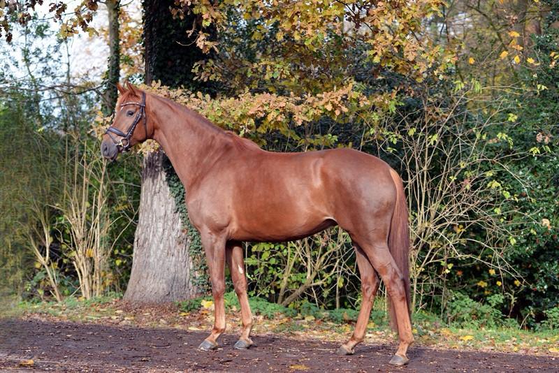 Demorris Seitenbild li