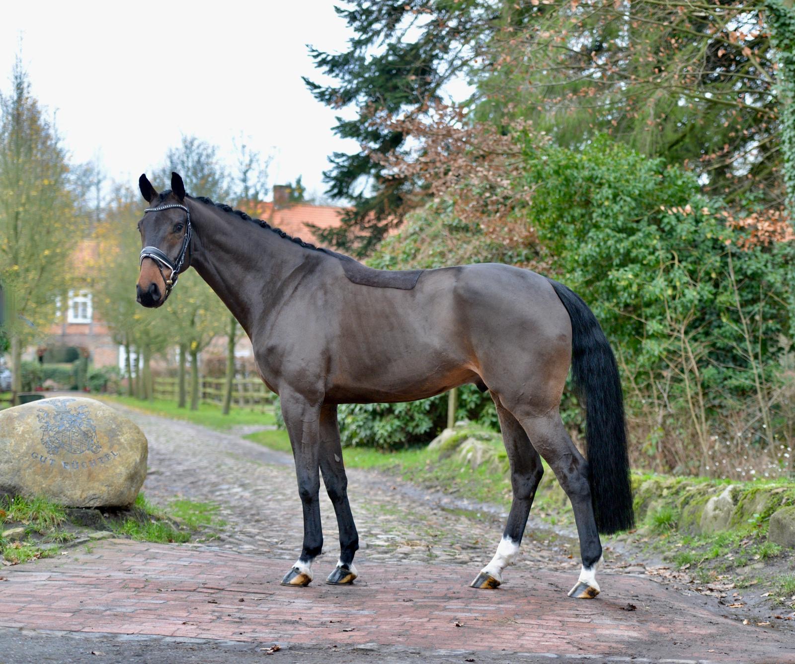 Fidertanz Seitenbild li