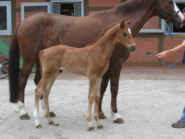 Florencio Donnerhall Hf 07 1