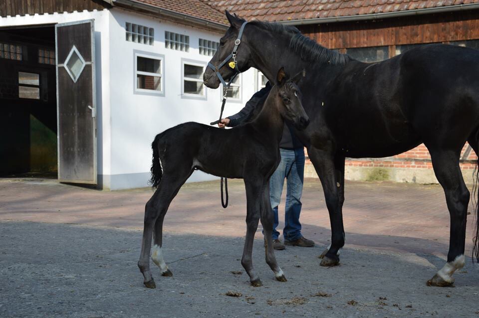 Floriscount-Detroit filly 2015