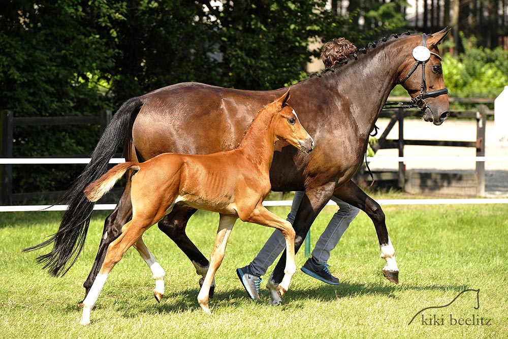 Floriscount - San Amour - Don Schufro, Hengst 6/2014