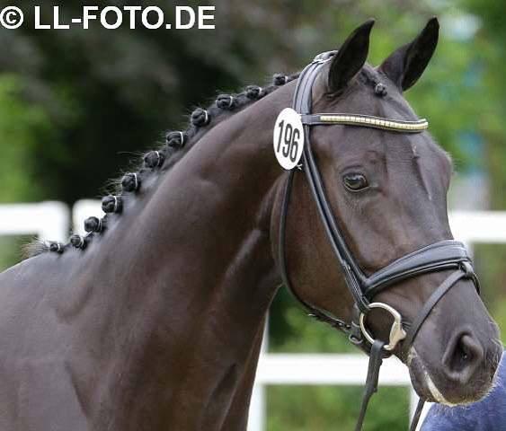 Wellfare Kopfbild