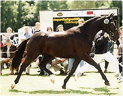 Rhapsodie